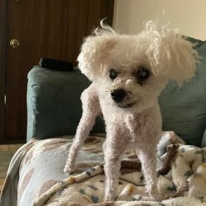 Meet your Posher, Lynne